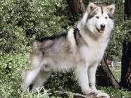 Alaska es una perra muy noble. Alaska es una perra muy noble.