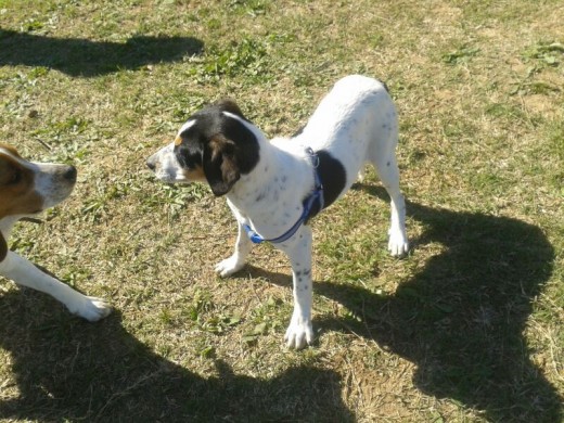 Peky en el parque Peky en el parque