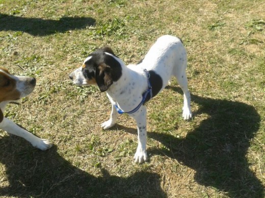 Peky en el parque