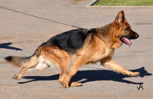 cachorros de pastor aleman