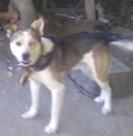 Cruce de husky con american pittbull terrier 
un pedazo de pan a pesar de su catalogacion!!! como lo echo de menoooss :(
