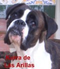 mirada limpia y cautivadora de mi Kurra mirada limpia y cautivadora de mi Kurra
