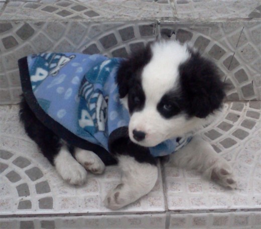 Panda con 1 mes y 3 semanas Panda con 1 mes y 3 semanas