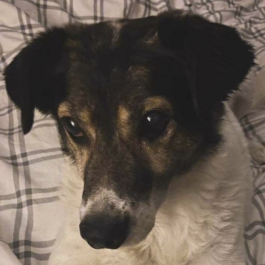 Batman es el perrito más cariñoso del mundo, es juguetón y es mi mejor amigo. Batman es el perrito más cariñoso del mundo, es juguetón y es mi mejor amigo.