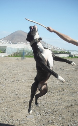 Saltandooo Saltandooo