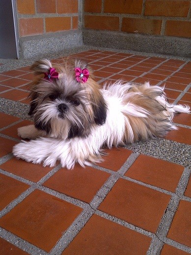 LA PRINCESA LA PRINCESA