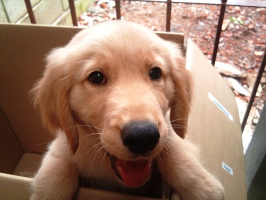 El nombre de este cachorrito es Becker que significa: Corazón de oro y siempre tienen amor que dar.