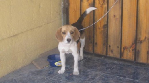 Este es Benito en la entrada de la casa Este es Benito en la entrada de la casa