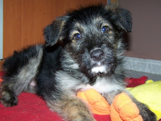 Bicho (2 meses) Bicho (2 meses)