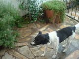 MESTIZO DE BORDER COLLIE, NO SE SABE LA OTRA RAZA. MESTIZO DE BORDER COLLIE, NO SE SABE LA OTRA RAZA.