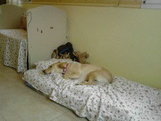 Blanquita duermiendo en un colchon alado de mi cama :) Blanquita duermiendo en un colchon alado de mi cama :)