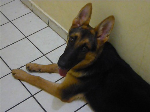 blaze a los 9 meses blaze a los 9 meses