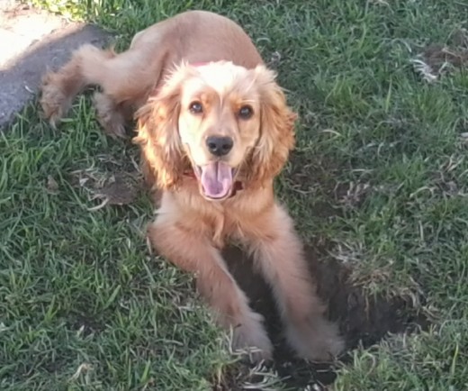 Descansando en el parque despues de jugar con unos perritos juguetones :)