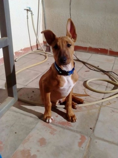 Tyrone cruce de bullterrier y galgo con 3meses 