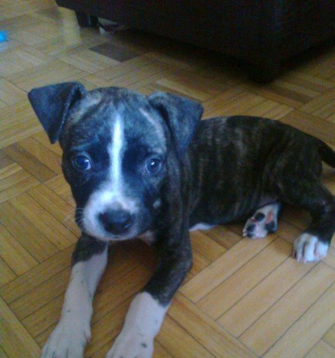 Bloy, con 1 mes y 14 dias!!!!! pesa 2,6 kg Bloy, con 1 mes y 14 dias!!!!! pesa 2,6 kg