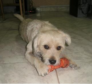 mi boky es un perro muy jugueton , cariñoso e inteligente. le encanta jugar con su hueso. su pelaje es de color mostaza tiene  ojos grandes y  marrones.