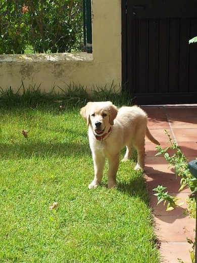 bolo con 3 meses y medio bolo con 3 meses y medio