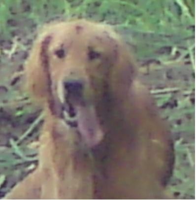 HOLA ME LLAMO BOSTER SON UN GOLDEN AMERICANO COLOR DORADO HOLA ME LLAMO BOSTER SON UN GOLDEN AMERICANO COLOR DORADO