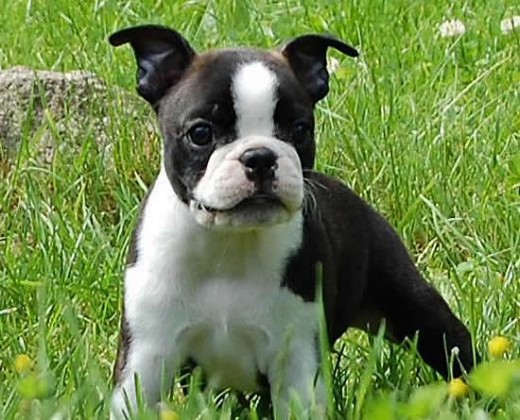 Copito Copito