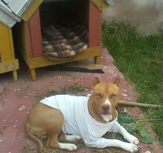 Mi hermoso cachorro de 11 meses Mi hermoso cachorro de 11 meses