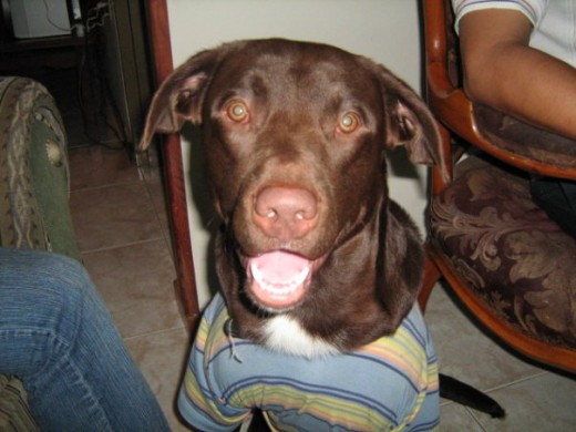 Mi chiquito bebé es hermoso, noble y juguetón Mi chiquito bebé es hermoso, noble y juguetón