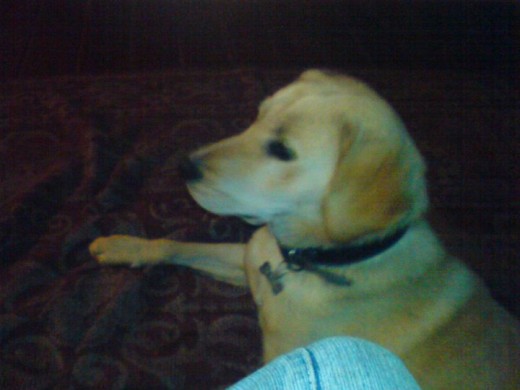 este es buck es un mestizo labrador de 10 meses este es buck es un mestizo labrador de 10 meses