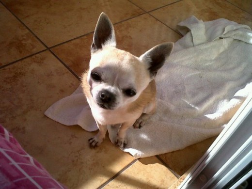Tomando el sol Tomando el sol