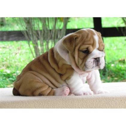 ¿cute bulldog inglés cachorros disponibles? buen precio y muy bien con los niños .contact nosotros por correo electrónico para más detalles

jack.rhonda@outlook.com