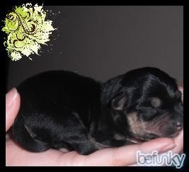 Mi Byakko bebe, cuando tenia dos semanas de nacido :D Mi Byakko bebe, cuando tenia dos semanas de nacido :D