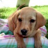 A que es lindo :) A que es lindo :)