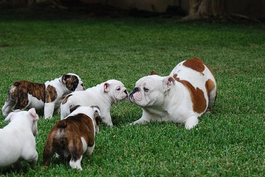 La mama algunos de los cachorros los vendimos me quede los que mas me gustaban pero me dieron penita los otros