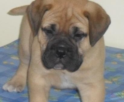 es una `perrita muy cariñosa y le encanta jugar es una `perrita muy cariñosa y le encanta jugar