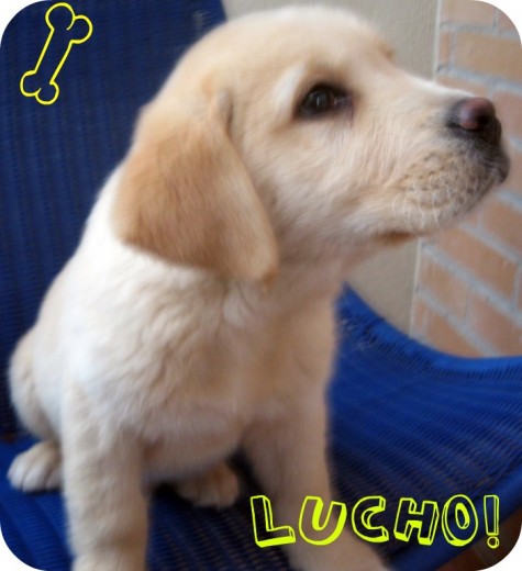 Lucho! Lucho!