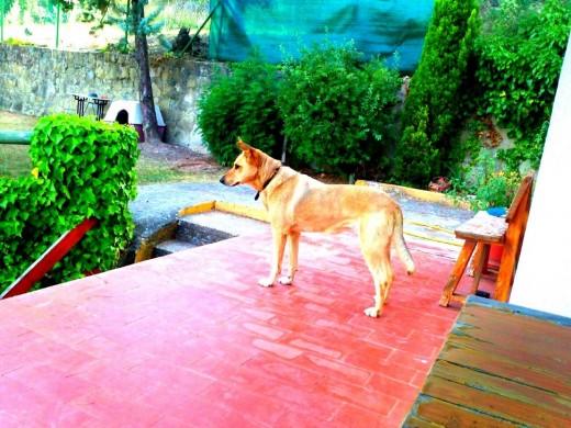 Canela en agosto del 2012 en el chalet.