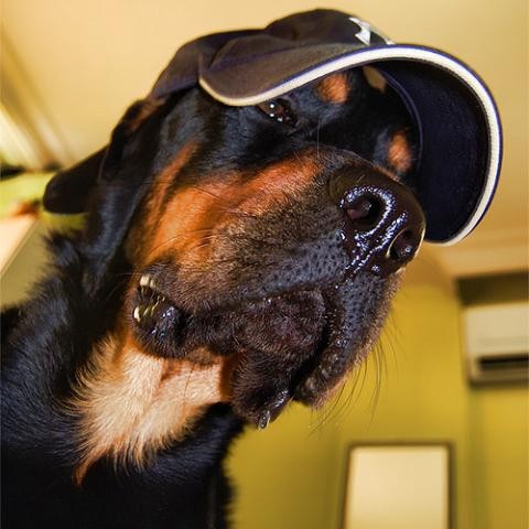 Rod, un excelente compañero y magnìfico protector de su familia Rod, un excelente compañero y magnìfico protector de su familia