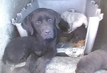 Cuidando a sus cachorros y alimentándolos como buena madre que es.