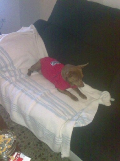 esta es mi Kati , no es muy estrobertida pero cuando te conoce es muy cariñosa, la quiero con locura ,esta muy mayor ya y me da mucha pena que cualquier dia ,,, en fin que la quiero mucho 