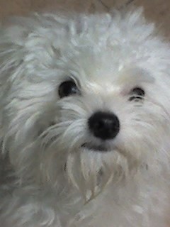 Busco novia!!!
Busco novia!!!