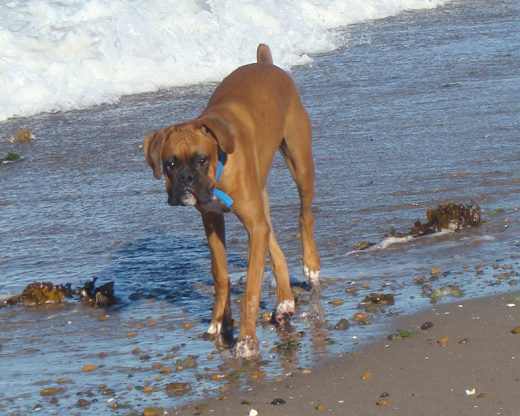 Chamaco en playa de Puerto Madrin