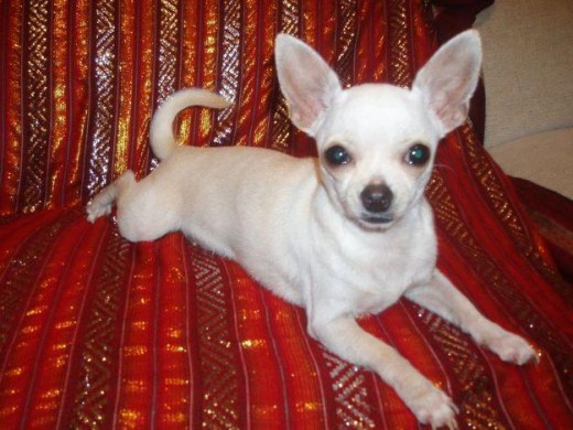 esta hermosa chihuahuita se gano mi corazon desde hace tres años y si no la tengo algun momento me siento fatal
esta hermosa chihuahuita se gano mi corazon desde hace tres años y si no la tengo algun momento me siento fatal