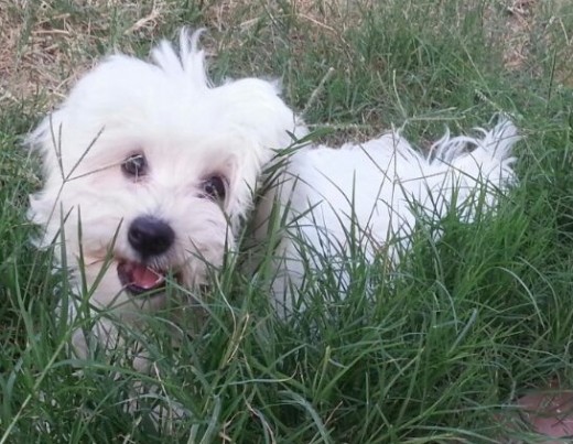 Hola, me llamo Chicho, soy un bichón maltés de 8 meses. Busco hembra de bichón maltés para monta (ya he tenido una primera experiencia con una perrita). Soy muy cariñoso y juguetón, me gusta mucho estar con la gente y jugar con otros perros. Peso 5 kg y soy muy blanquito. Mis dueños dicen que soy muy listo, obediente y que aprendo muy rápido.
Tengo todas las vacunas y revisiones al día y la veterinaria dice que estoy muy sano. Hola, me llamo Chicho, soy un bichón maltés de 8 meses. Busco hembra de bichón maltés para monta (ya he tenido una primera experiencia con una perrita). Soy muy cariñoso y juguetón, me gusta mucho estar con la gente y jugar con otros perros. Peso 5 kg y soy muy blanquito. Mis dueños dicen que soy muy listo, obediente y que aprendo muy rápido.
Tengo todas las vacunas y revisiones al día y la veterinaria dice que estoy muy sano.