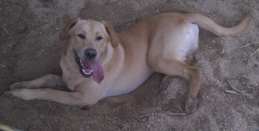 Descansando un poco después de cavar en la arena para estar más fresco.