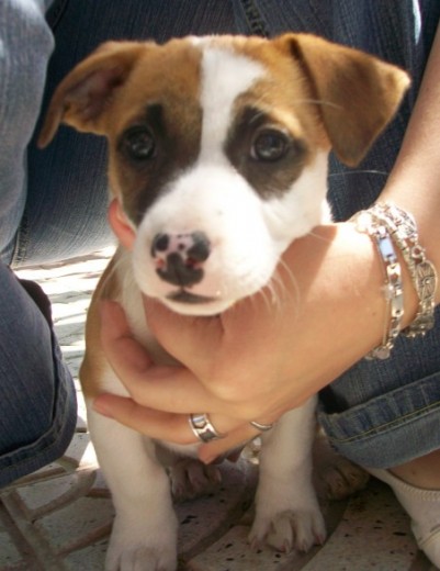 Aqui era del finde despues de comprarla a los dos meses, aunque tenga pedigree a salido rana, pero no la cambiariamos por nada del mundo Aqui era del finde despues de comprarla a los dos meses, aunque tenga pedigree a salido rana, pero no la cambiariamos por nada del mundo