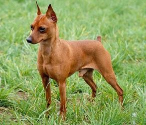 este es mi perro chispa. Es un pinscher miniatura, de capa fuego, es macho, tiene dos años y es muy juguetón y protector este es mi perro chispa. Es un pinscher miniatura, de capa fuego, es macho, tiene dos años y es muy juguetón y protector
