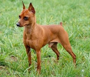 este es mi perro chispa. Es un pinscher miniatura, de capa fuego, es macho, tiene dos años y es muy juguetón y protector