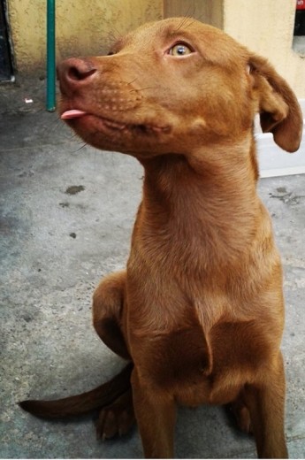 2 meses y medio 2 meses y medio