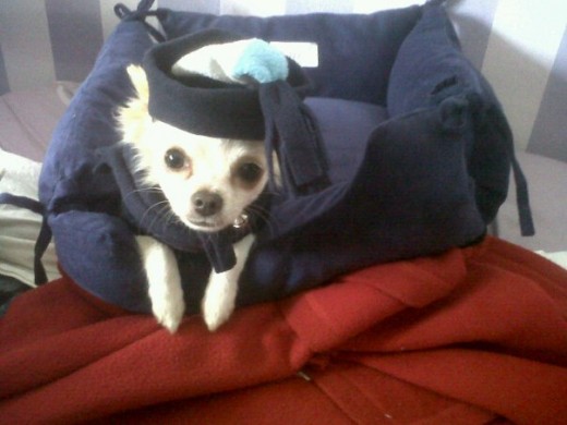 Cirito con su nuevo gorro Cirito con su nuevo gorro