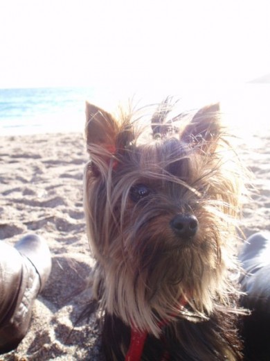 jaja como le gusta la playa a el jajaja jaja como le gusta la playa a el jajaja