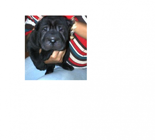 este es conciencia tiene 2 meses :3 este es conciencia tiene 2 meses :3
