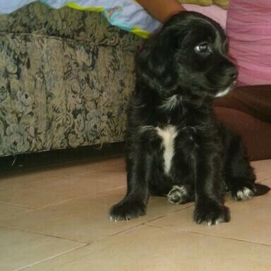 este fue el dia en que llegue a la casa de mi nueva mami estaba algo asustado pero con su amor ya he aprendido a convivir con ella este fue el dia en que llegue a la casa de mi nueva mami estaba algo asustado pero con su amor ya he aprendido a convivir con ella